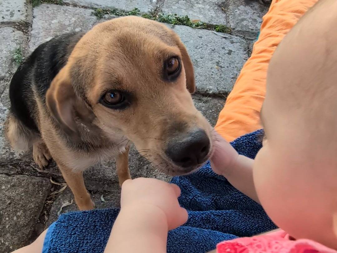 Vuoi adottare un cane a Lecce?