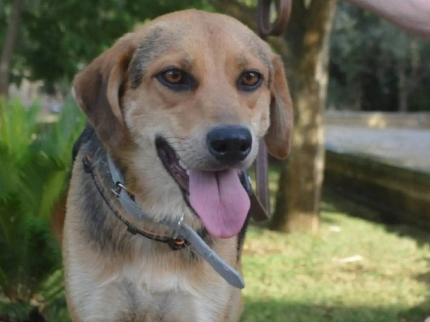 Adotta il cane Penelope  a Lecce
