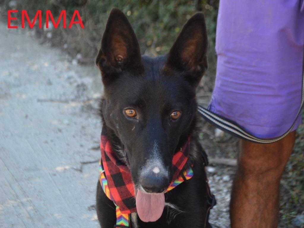 Adotta un cane, femmina, 2 anni e 1 mese, Lecce
