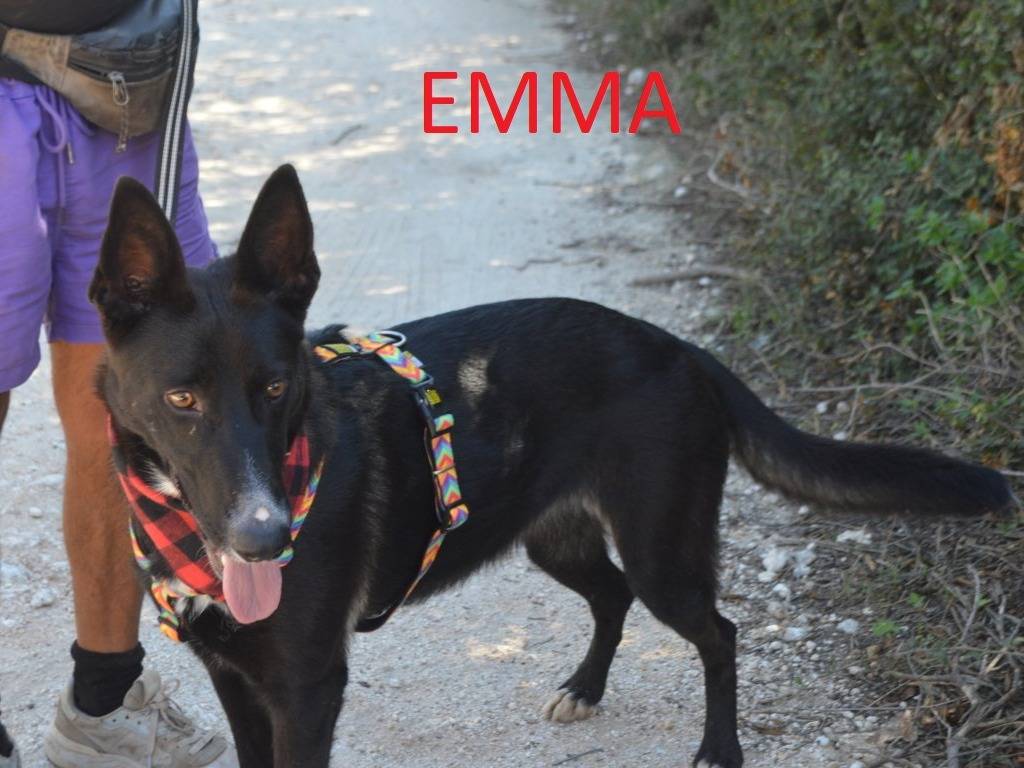 Adotta un cane, taglia media, femmina, Lecce