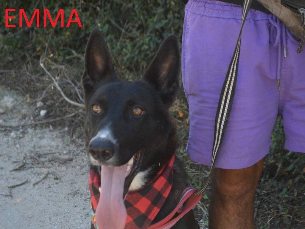 Vuoi adottare un cane a Lecce?