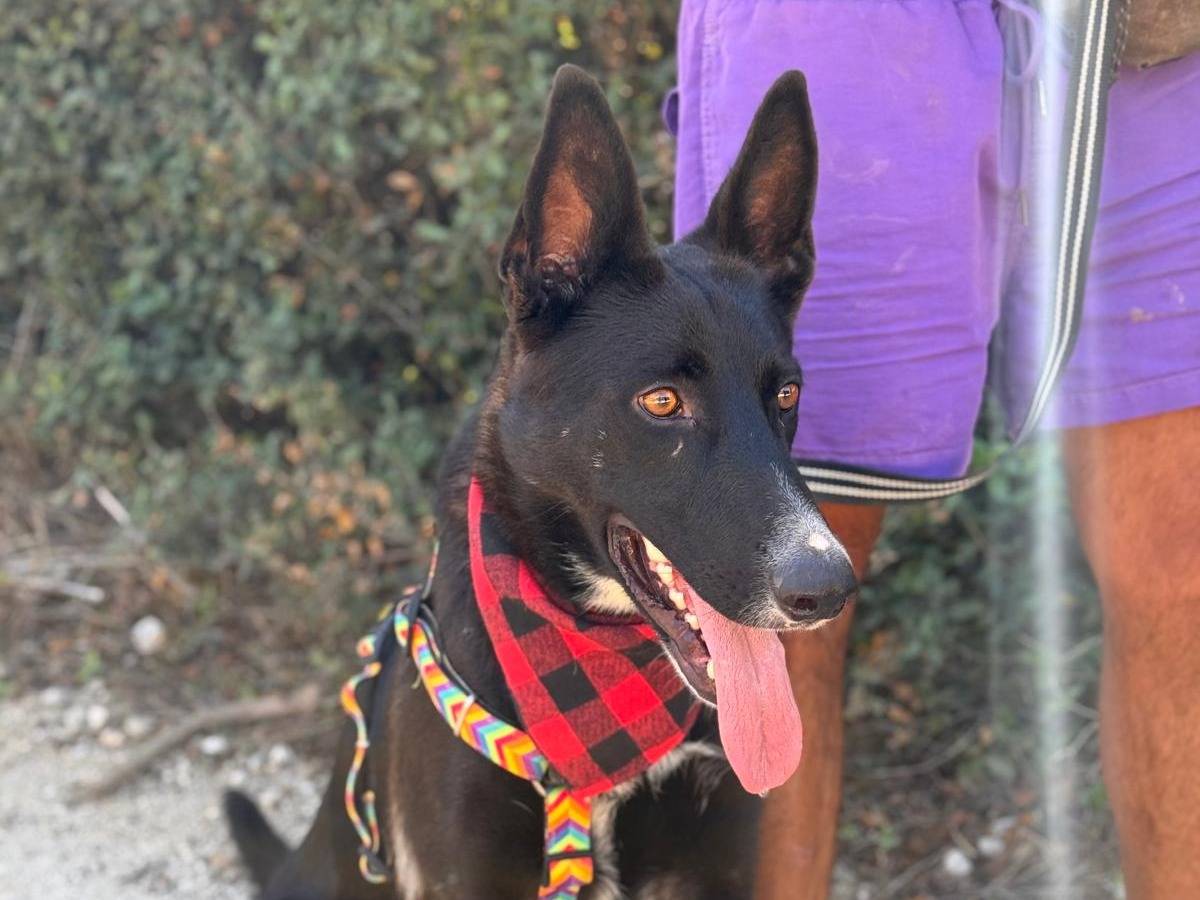 Adotta il cane Emma  a Lecce