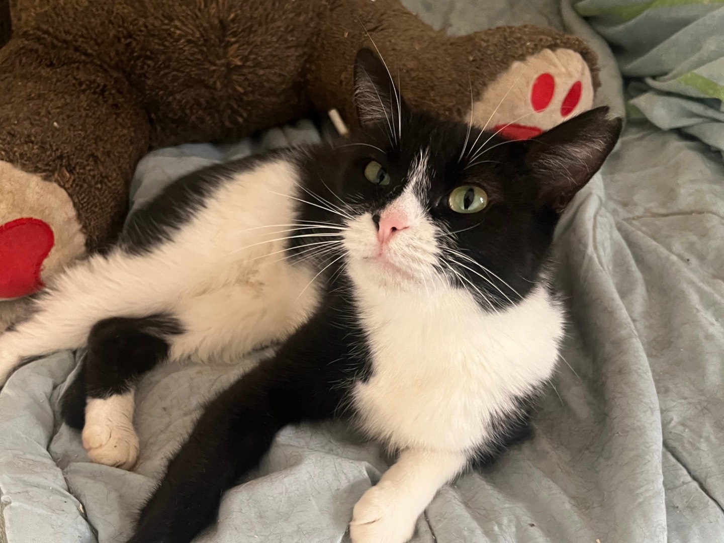 Adotta un gatto, femmina, 8 mesi, Teramo