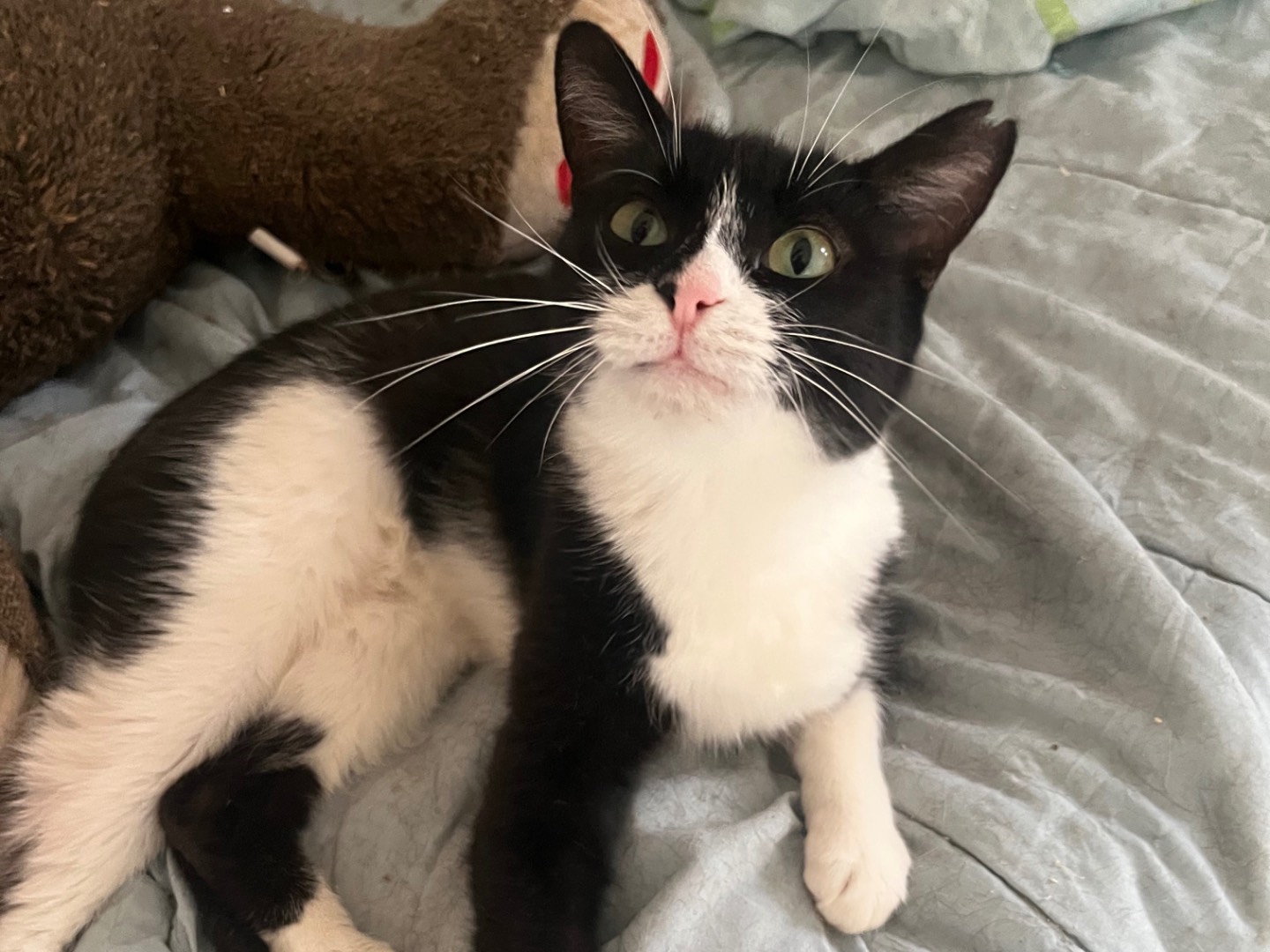 Adozione gatto, femmina, Razza sconosciuta Razza sconosciuta, 8 mesi, taglia non valida, Teramo
