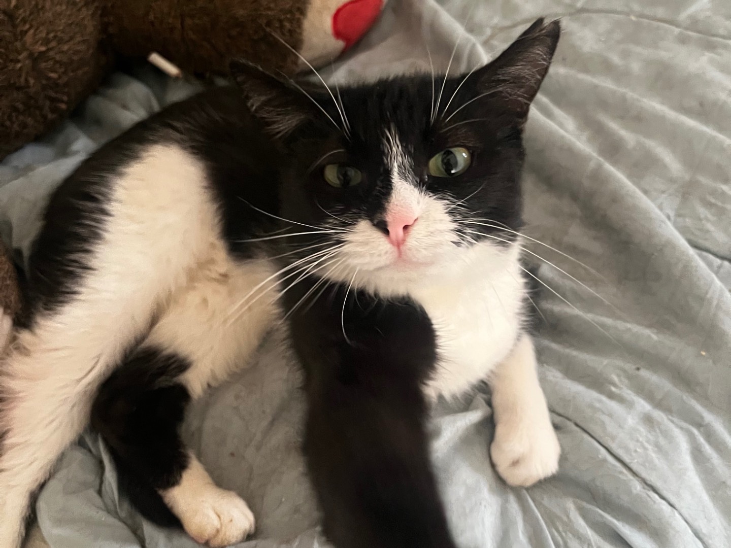 Adotta un gatto, taglia non valida, femmina, Teramo