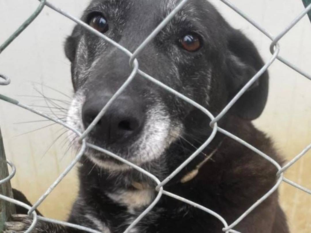 Adozione cane, femmina, Razza sconosciuta Razza sconosciuta, 11 anni e 2 mesi, taglia media, Roma