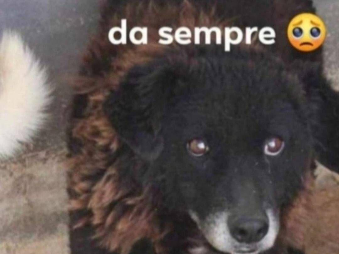 Adotta un cane, femmina, 11 anni e 2 mesi, Roma