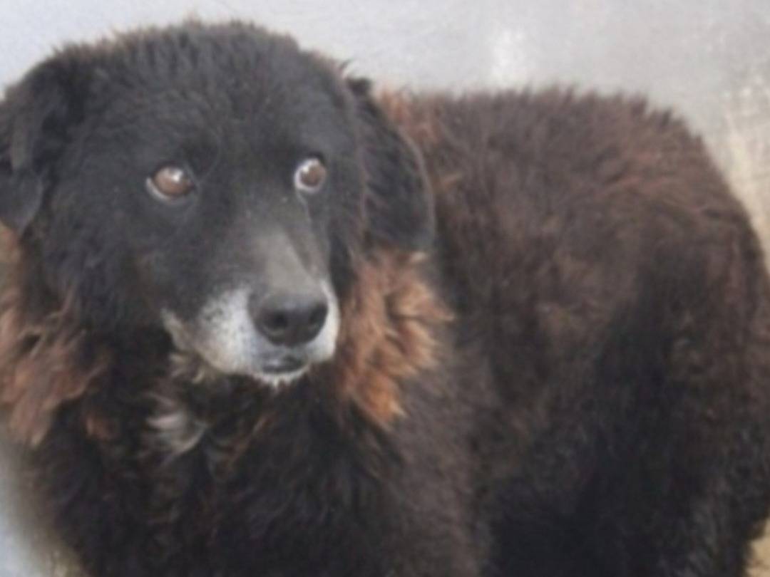 Adotta un cane, taglia media, femmina, Roma