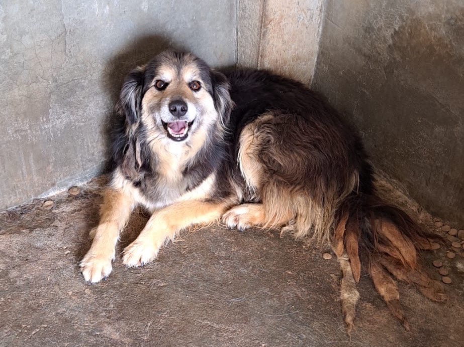 Adozione cane, maschio, Razza sconosciuta Razza sconosciuta, 9 anni e 8 mesi, taglia media, Vibo