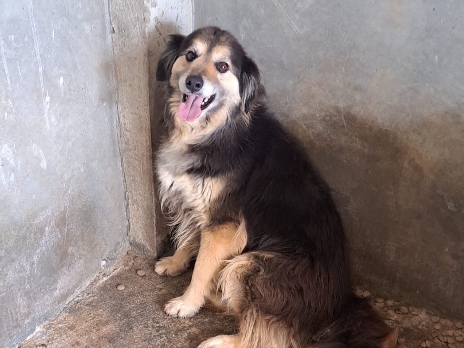 Adotta un cane, maschio, 9 anni e 8 mesi, Vibo