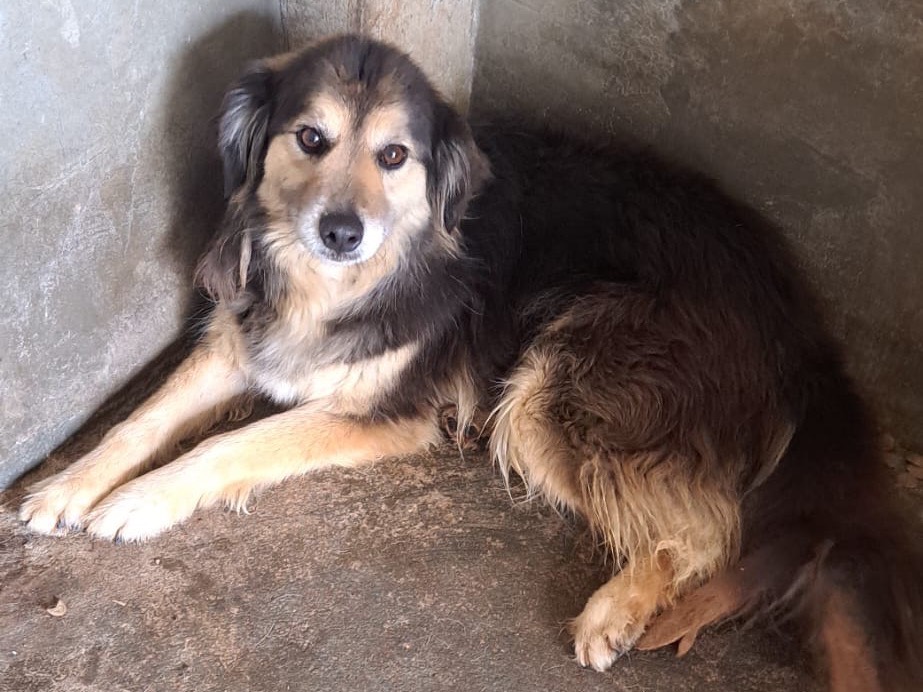 Adotta un cane, taglia media, maschio, Vibo