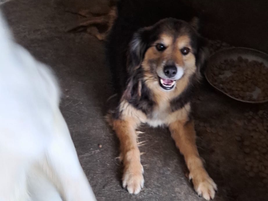 Adotta il cane Eolo a Vibo