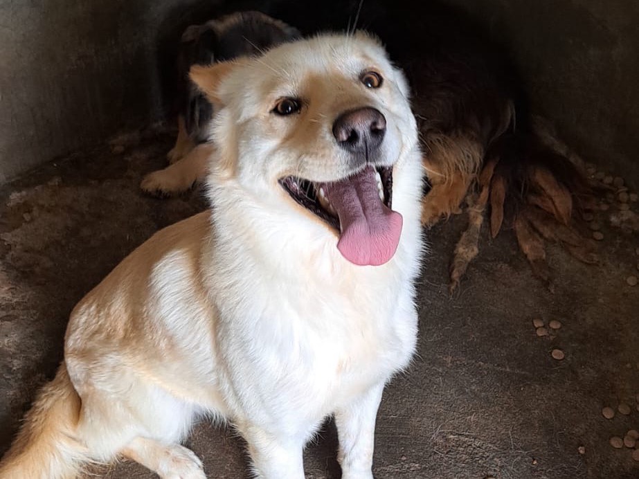Adozione cane, maschio, Razza sconosciuta Razza sconosciuta, 4 anni e 8 mesi, taglia media, Vibo