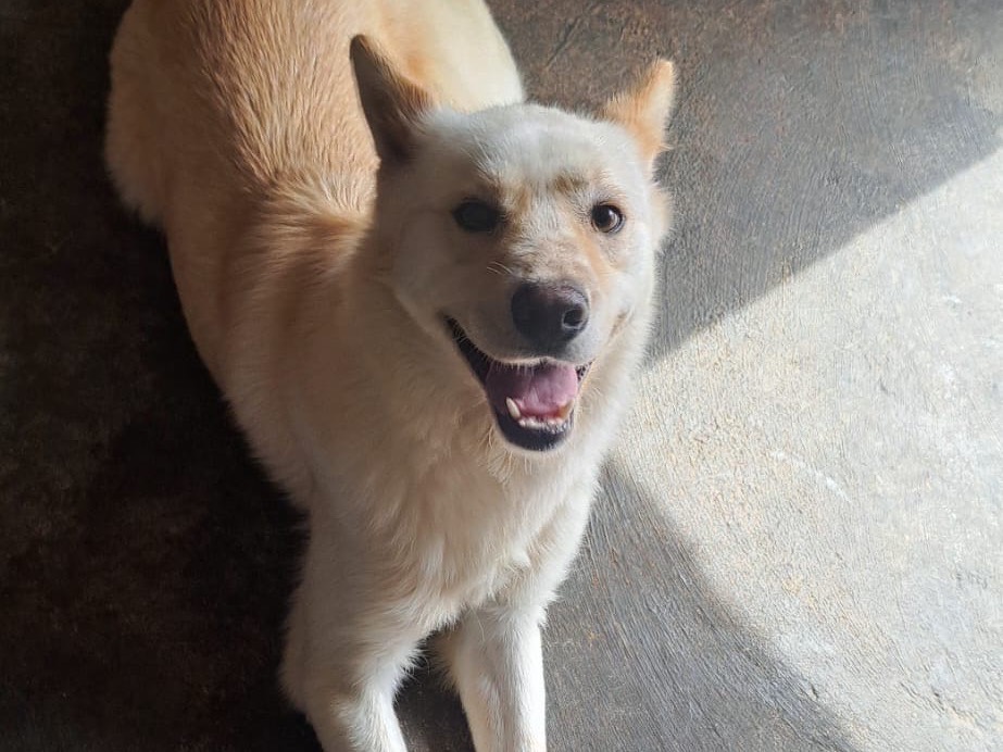 Adotta un cane, maschio, 4 anni e 8 mesi, Vibo