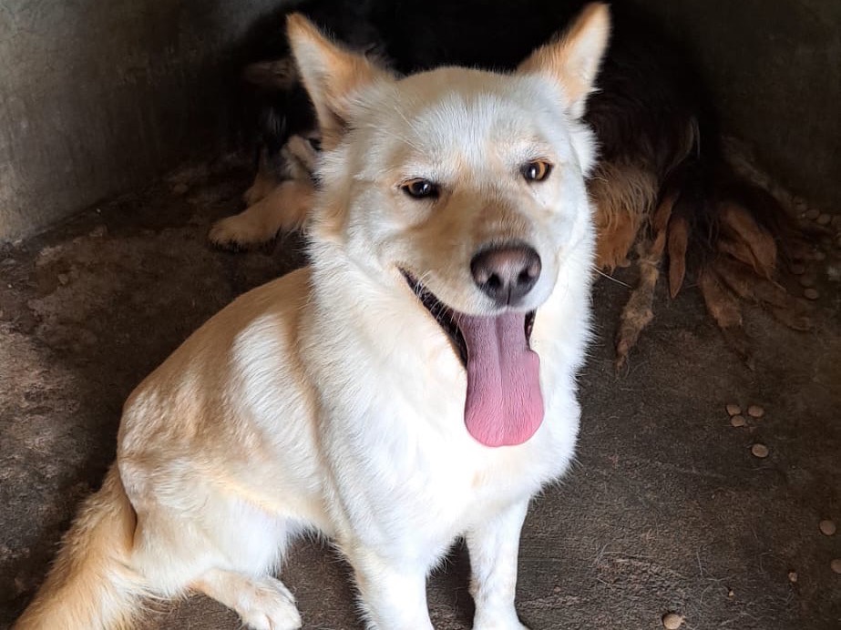 Adotta un cane, taglia media, maschio, Vibo