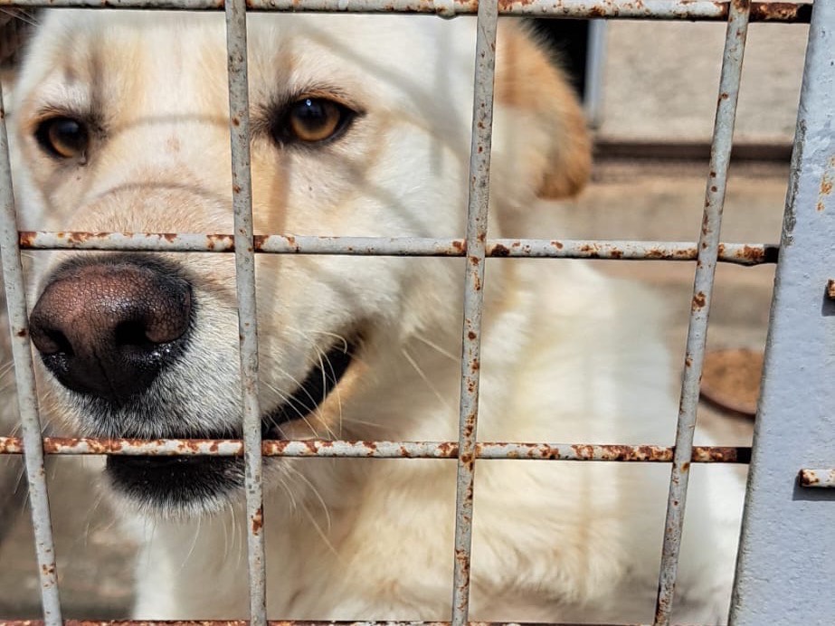 Vuoi adottare un cane a Vibo?
