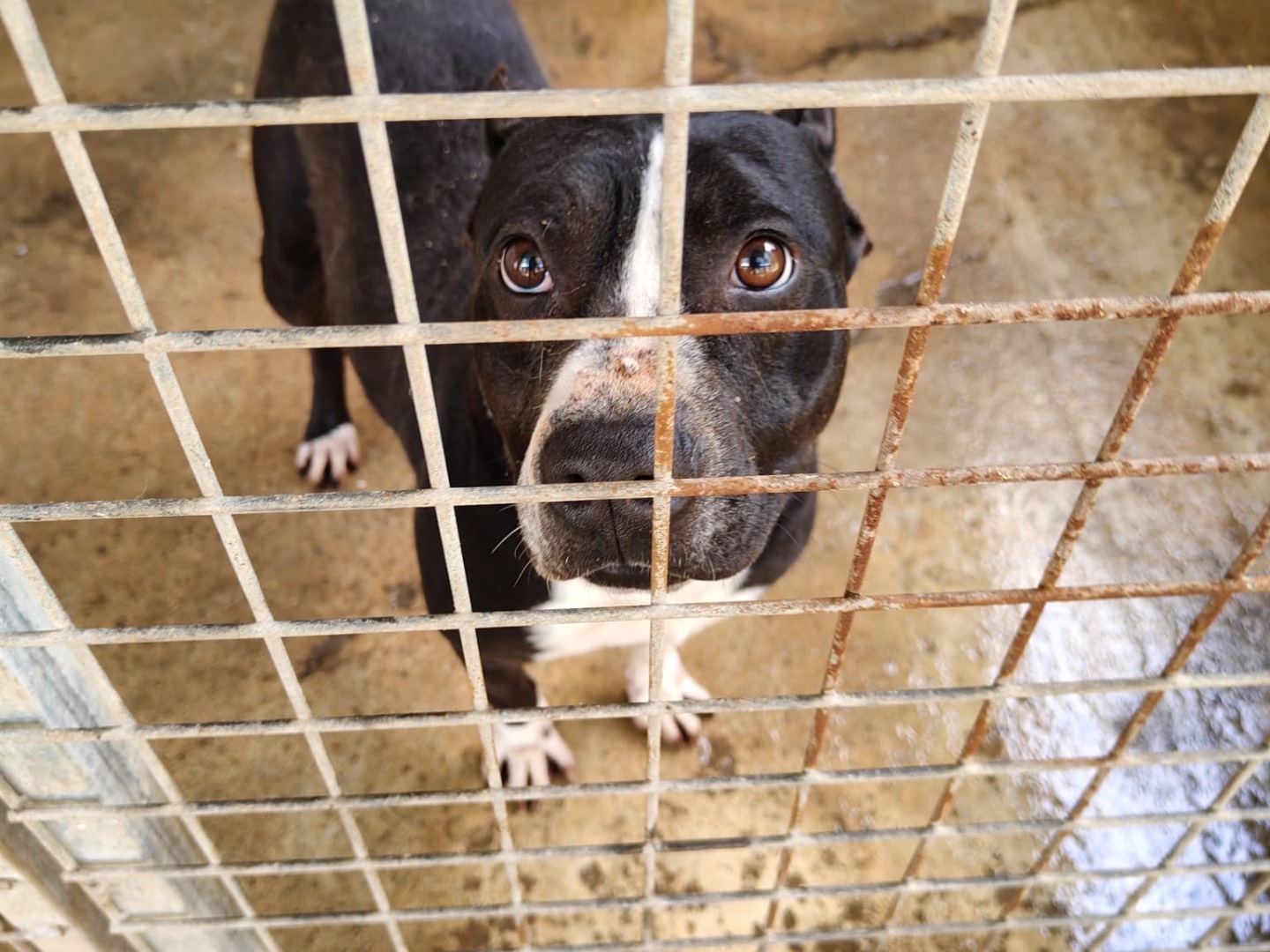 Adozione cane, maschio, Pitbull Razza sconosciuta, 5 anni e 8 mesi, taglia media, Vibo