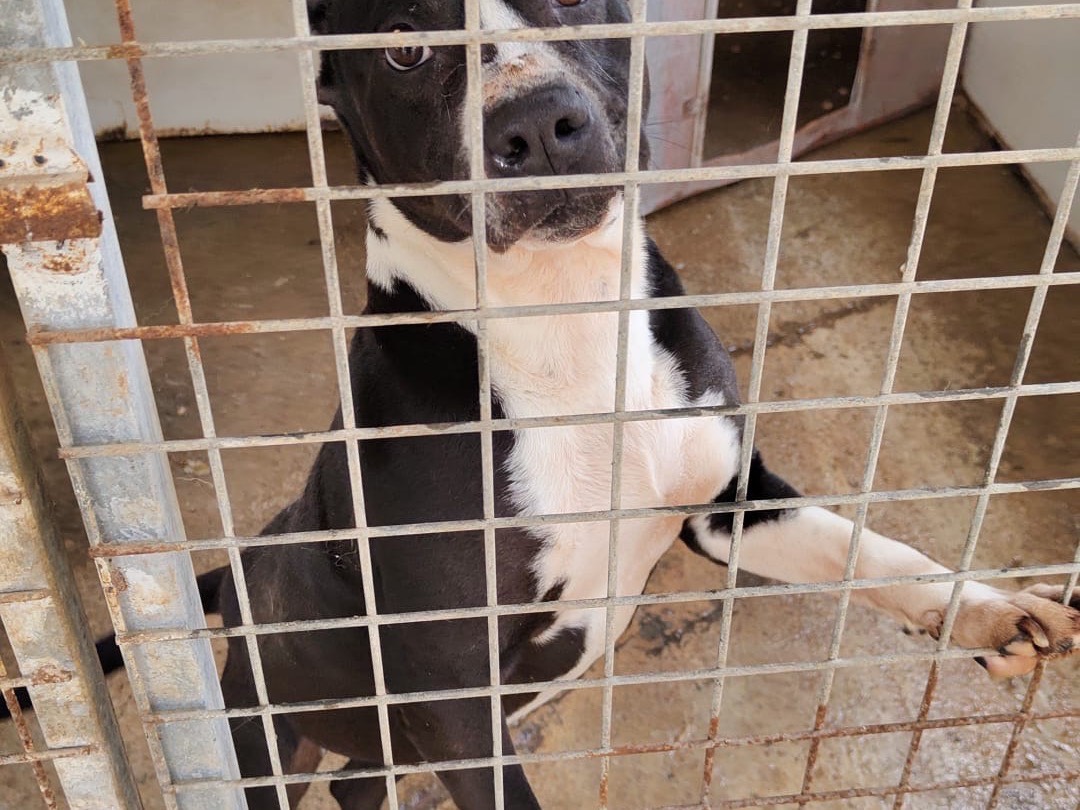 Adotta un cane, maschio, 5 anni e 8 mesi, Vibo