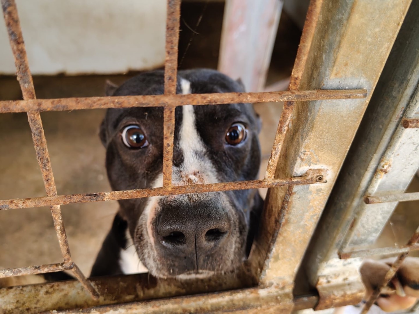 Adotta un cane, taglia media, maschio, Vibo