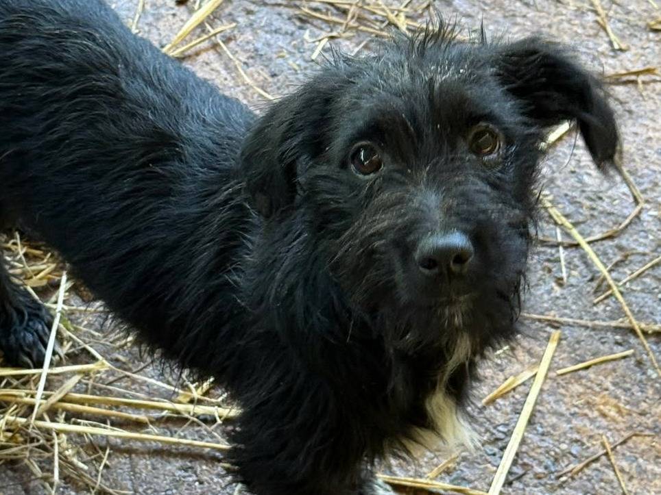 Adotta un cane, taglia piccola, femmina, Firenze