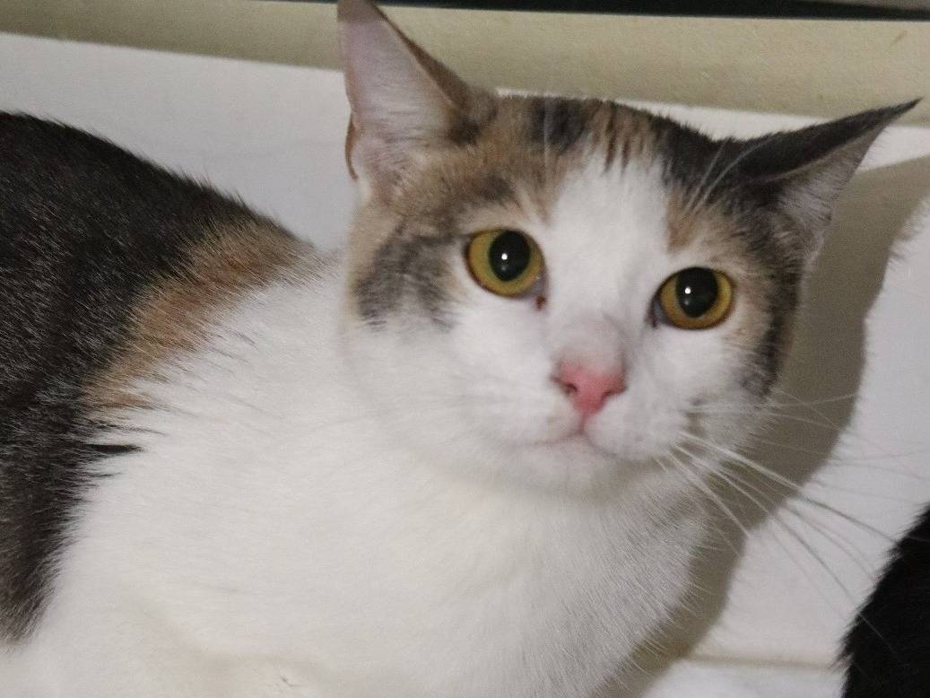 Adotta un gatto, femmina, 2 anni e 3 mesi, Milano