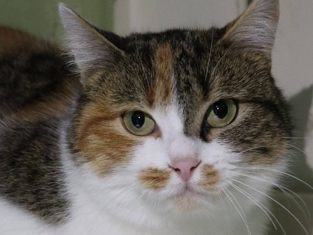 Adozione gatto, femmina, Razza sconosciuta Razza sconosciuta, 2 anni e 7 mesi, taglia non valida, Torino