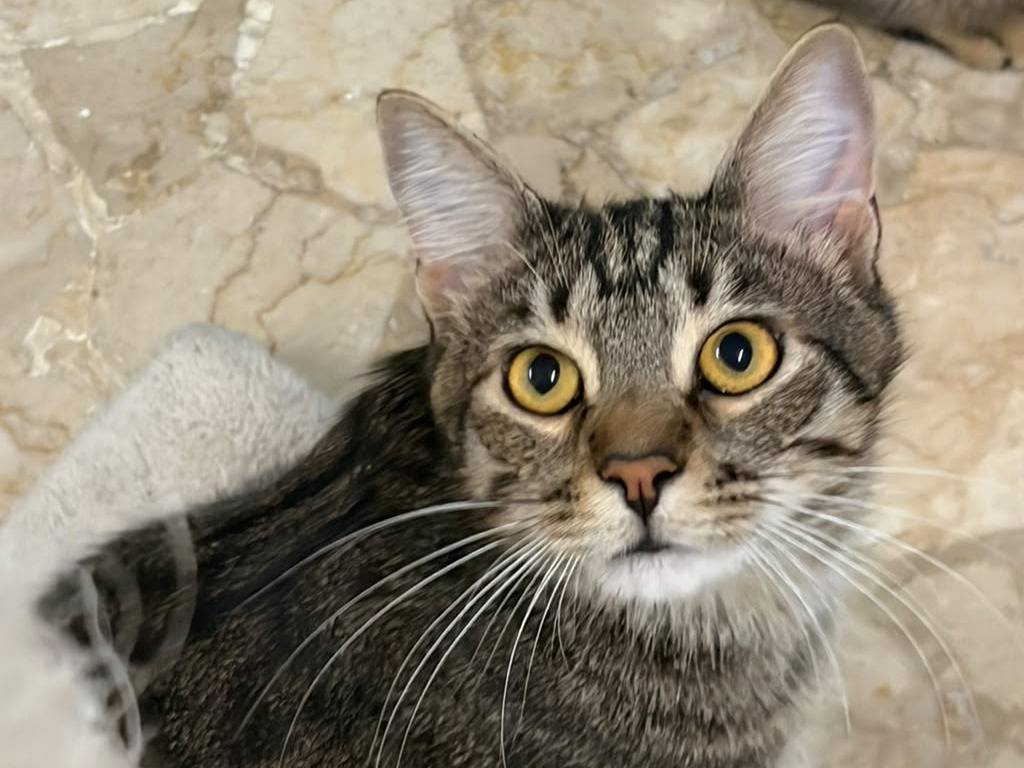 Adozione gatto, maschio, Razza sconosciuta Razza sconosciuta, 1 anno e 2 mesi, taglia non valida, Milano