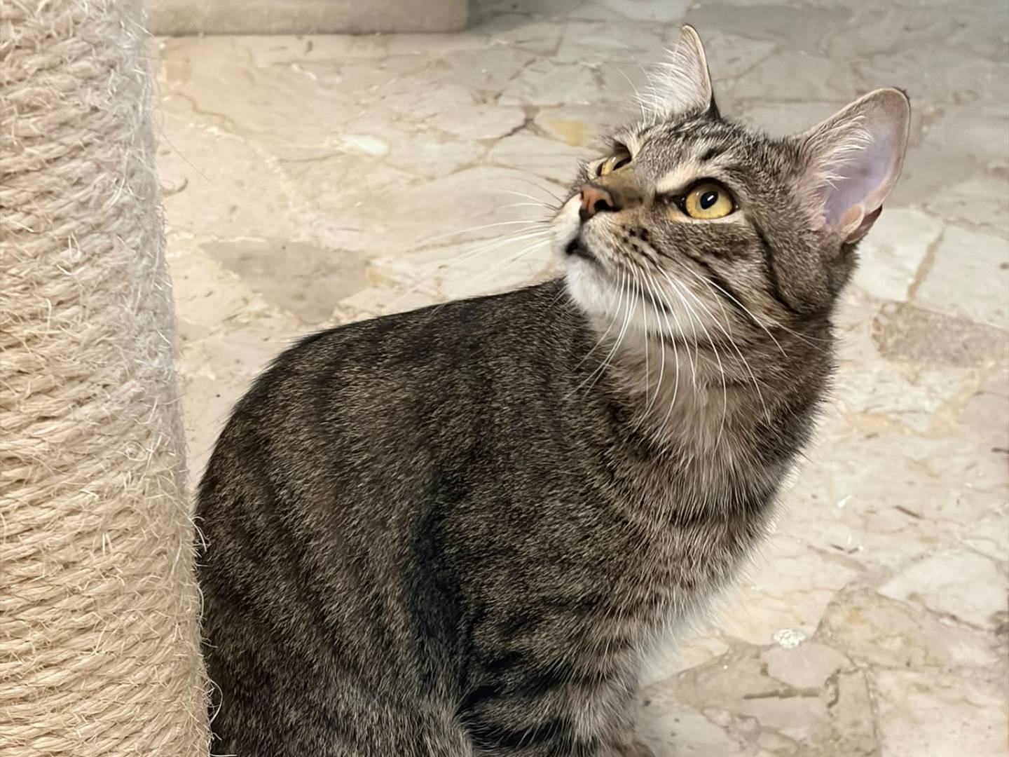 Adotta un gatto, maschio, 1 anno e 2 mesi, Milano