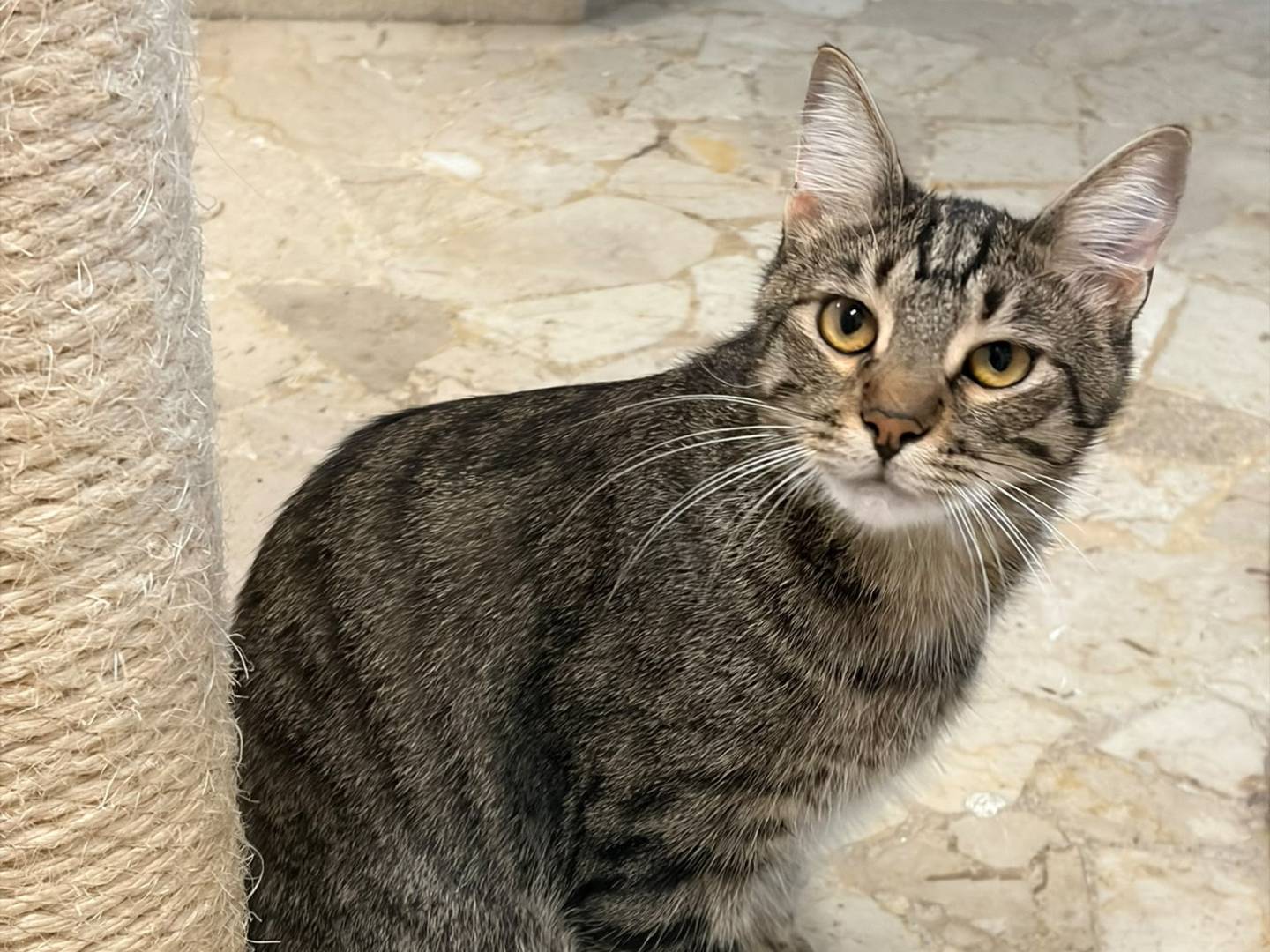 Adotta un gatto, taglia non valida, maschio, Milano