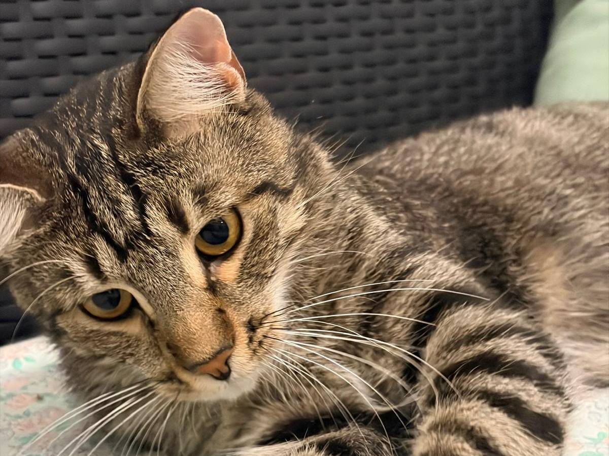 Vuoi adottare un gatto a Milano?