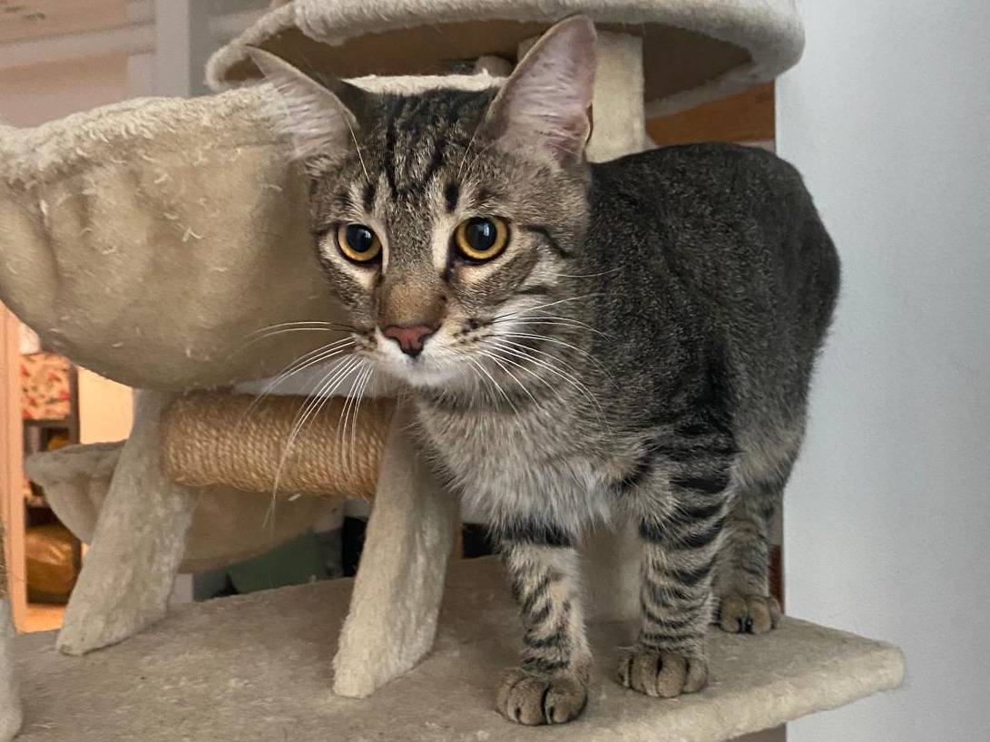 Adotta il gatto Leo a Milano