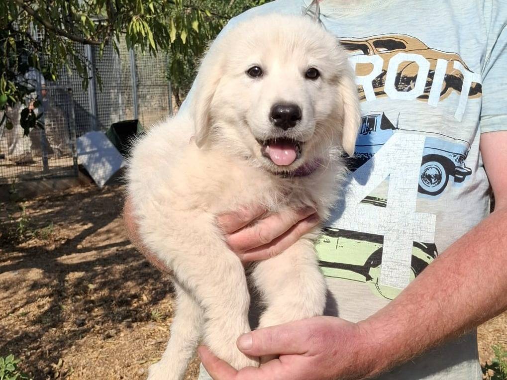 Adozione cane, maschio, Pastore maremmano Razza sconosciuta, 3 mesi, taglia grande, Bologna