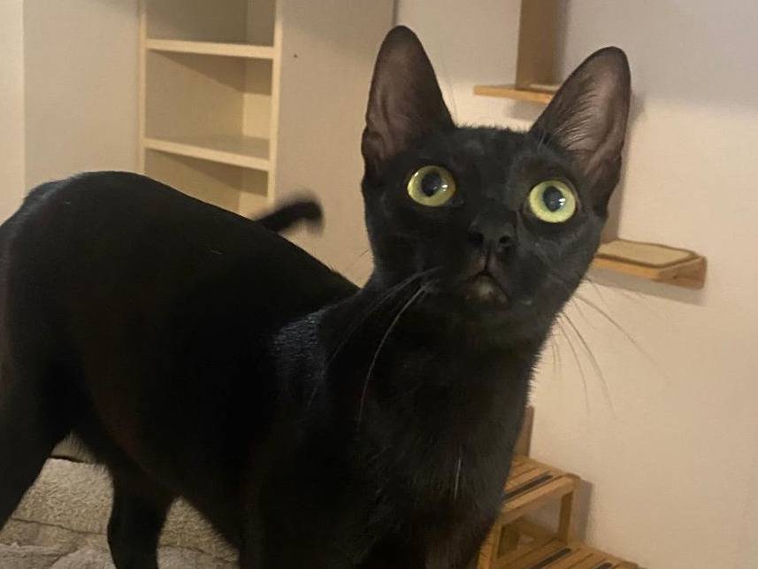 Adozione gatto, femmina, Razza sconosciuta Razza sconosciuta, 1 anno e 3 mesi, taglia non valida, Milano