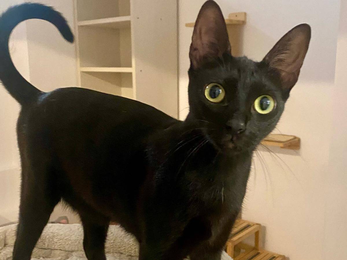 Adotta un gatto, femmina, 1 anno e 3 mesi, Milano