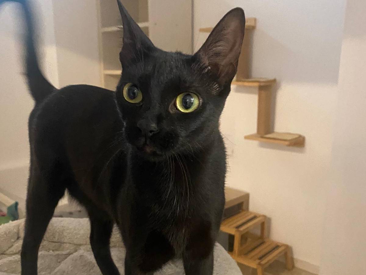 Adotta un gatto, taglia non valida, femmina, Milano