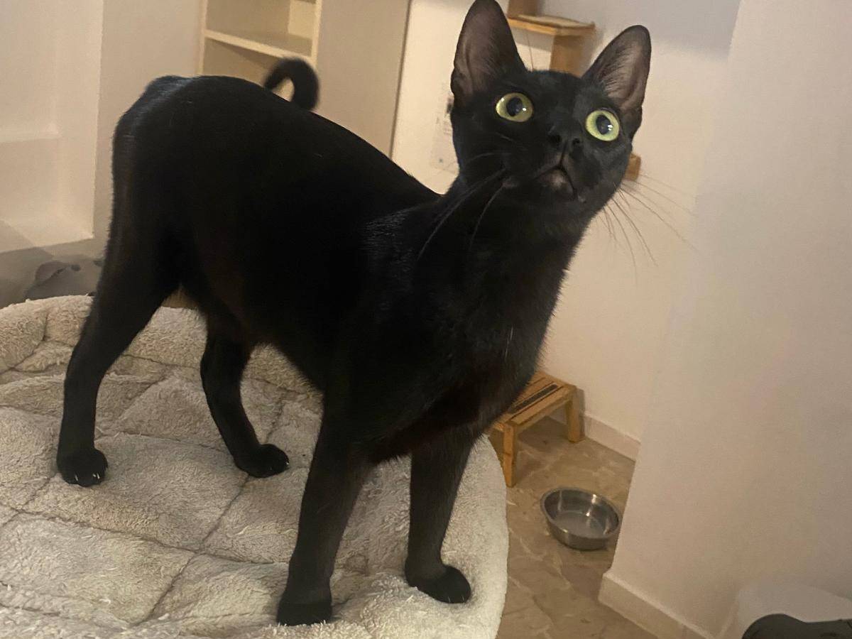 Vuoi adottare un gatto a Milano?