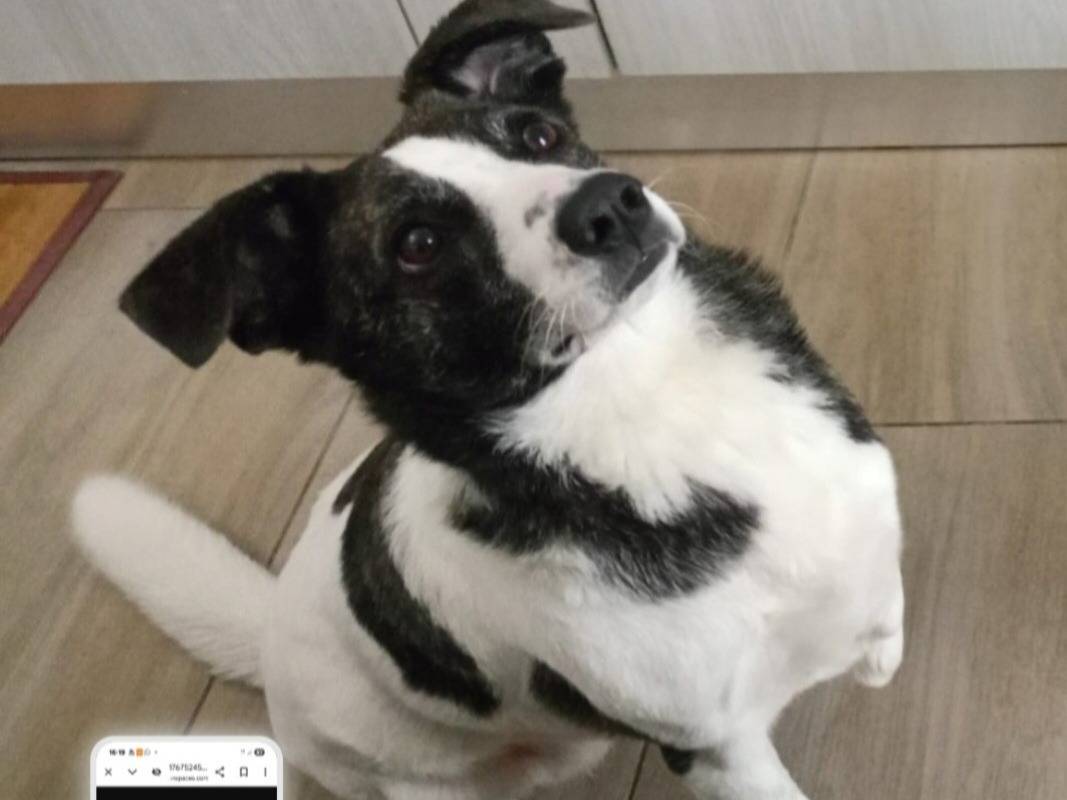 Adozione cane, femmina, Razza sconosciuta Razza sconosciuta, 3 anni e 4 mesi, taglia media contenuta, Nuoro