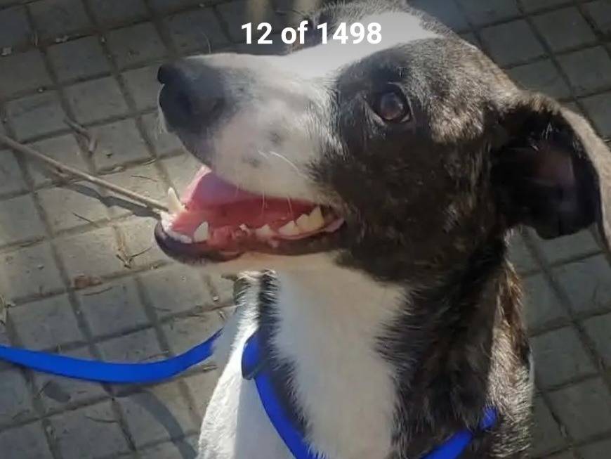 Adotta un cane, femmina, 3 anni e 4 mesi, Nuoro