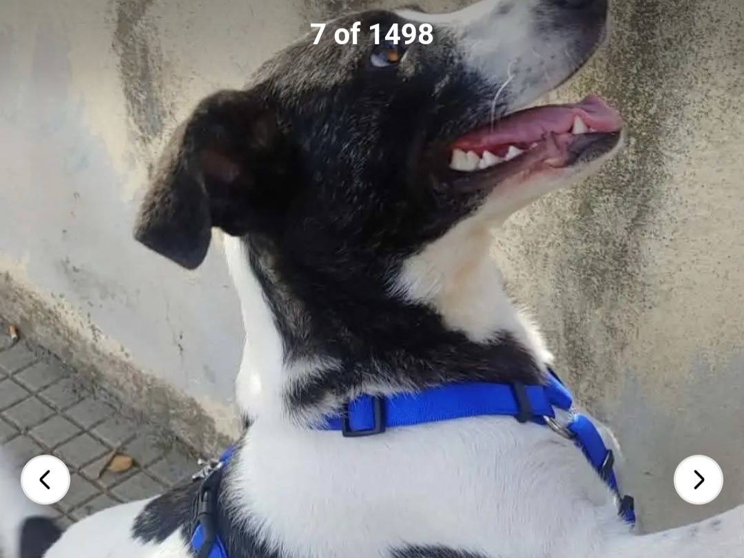 Adotta un cane, taglia media contenuta, femmina, Nuoro