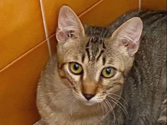 Adozione gatto, maschio, Razza sconosciuta Razza sconosciuta, 5 mesi, taglia non valida, Torino