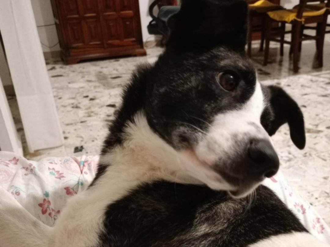 Vuoi adottare un cane a Nuoro?