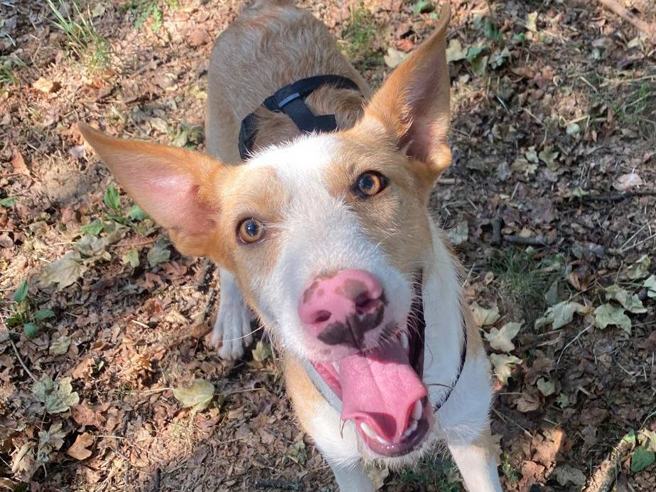 Adozione cane, maschio, Razza sconosciuta Razza sconosciuta, 8 mesi, taglia media, Milano