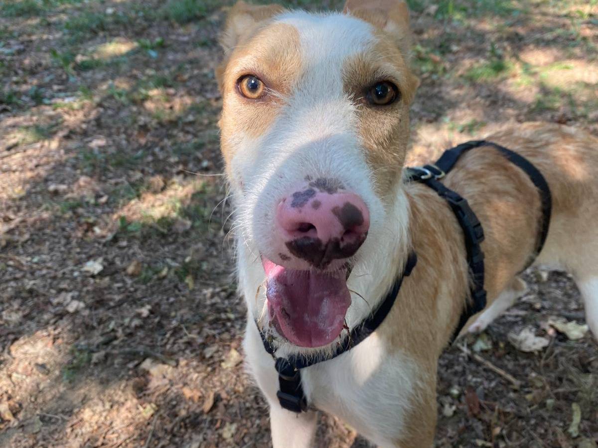 Adotta un cane, maschio, 8 mesi, Milano