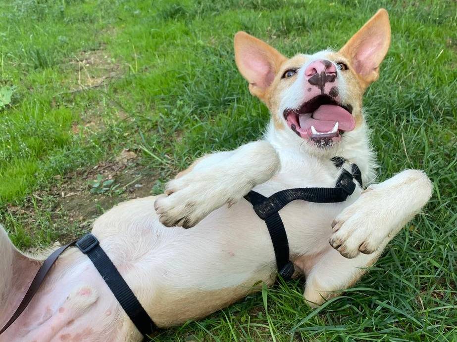Adotta un cane, taglia media, maschio, Milano