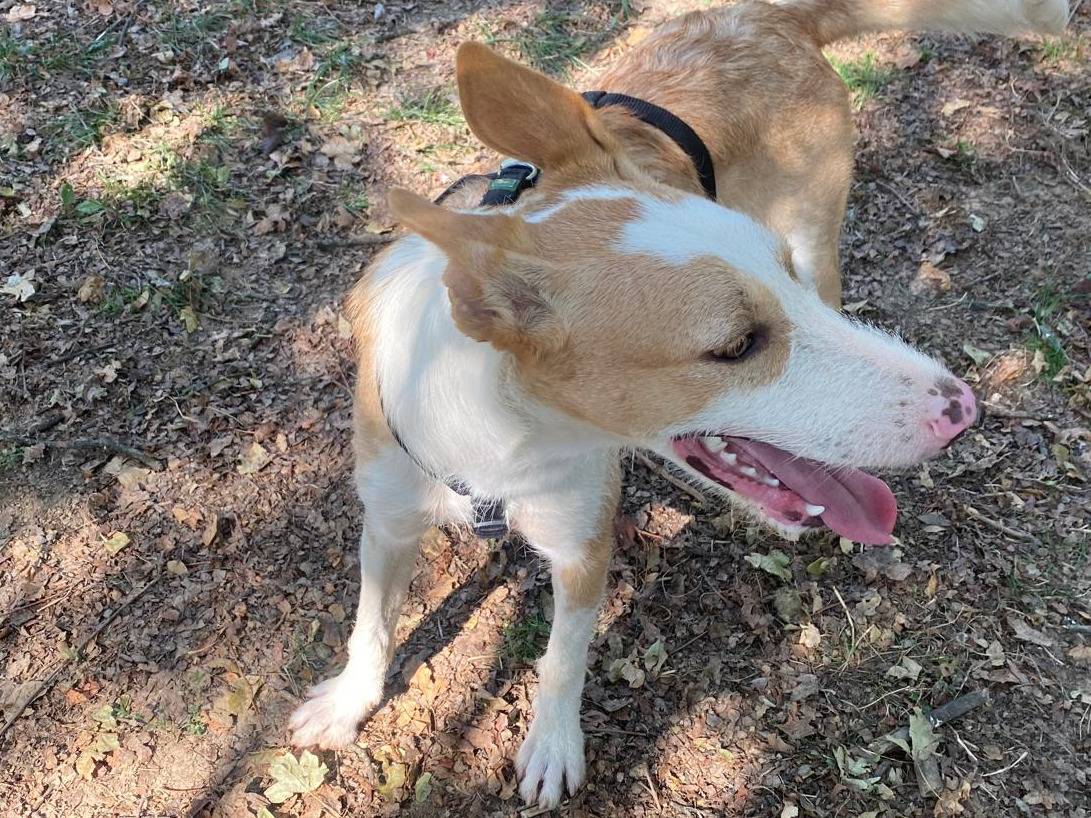 Vuoi adottare un cane a Milano?
