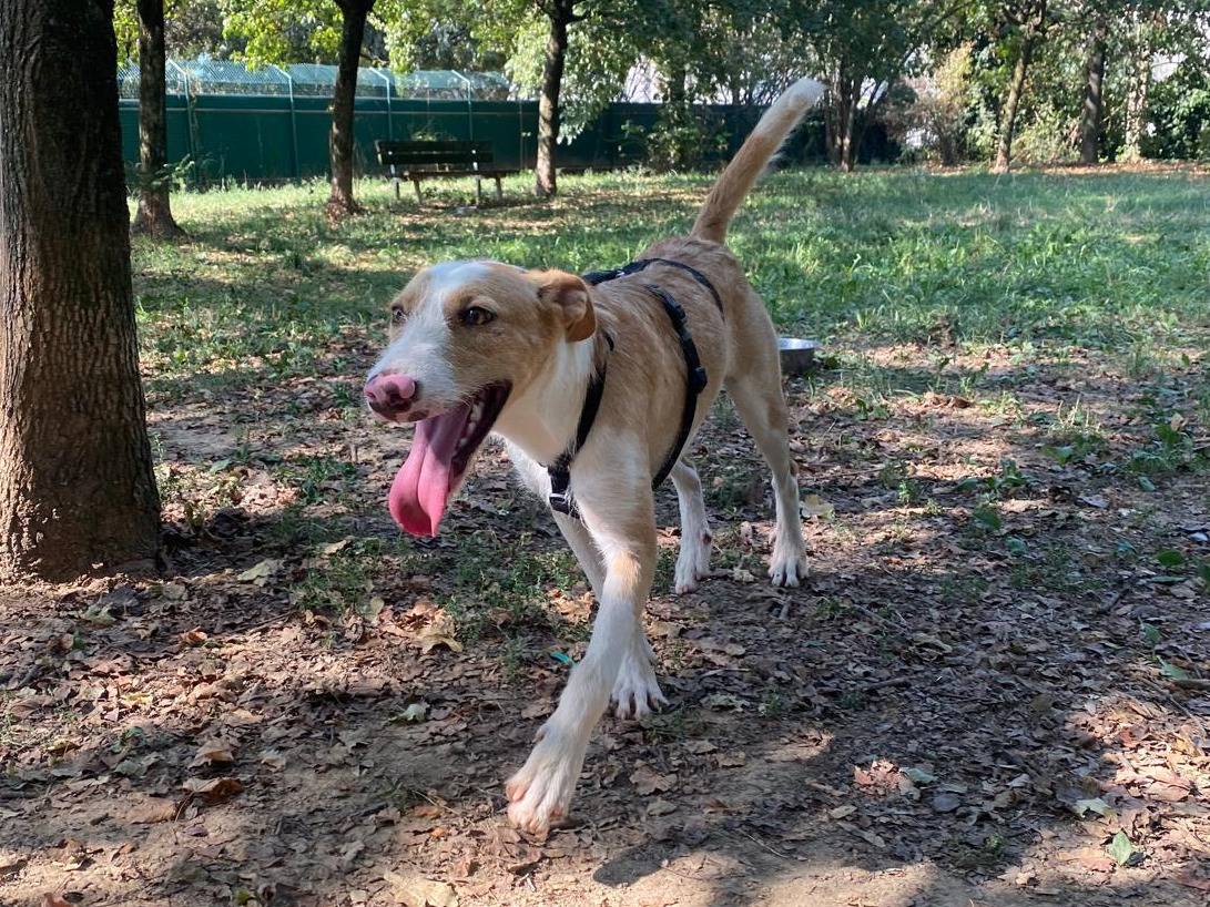 Adotta il cane Edgar a Milano