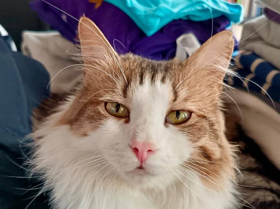 Adotta un gatto, maschio, 1 anno e 5 mesi, Torino