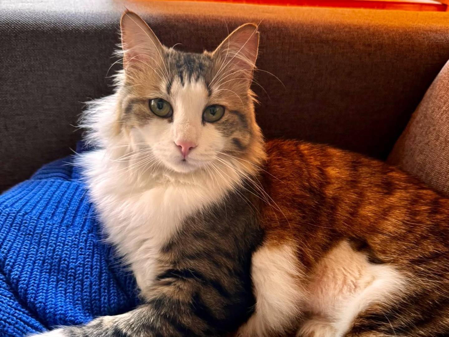 Adozione gatto, maschio, Maine Coon Razza sconosciuta, 1 anno e 5 mesi, taglia non valida, Torino