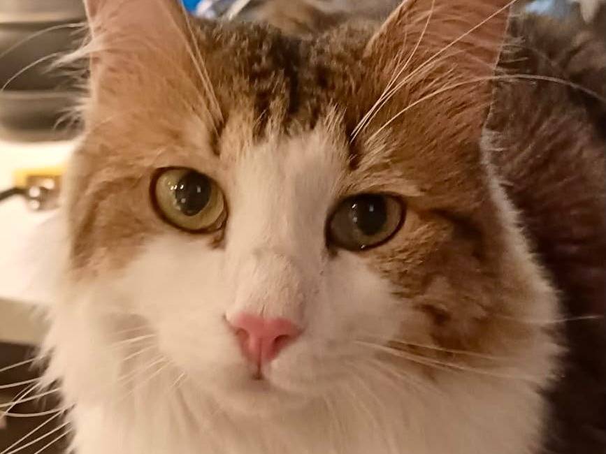 Adotta un gatto, taglia non valida, maschio, Torino