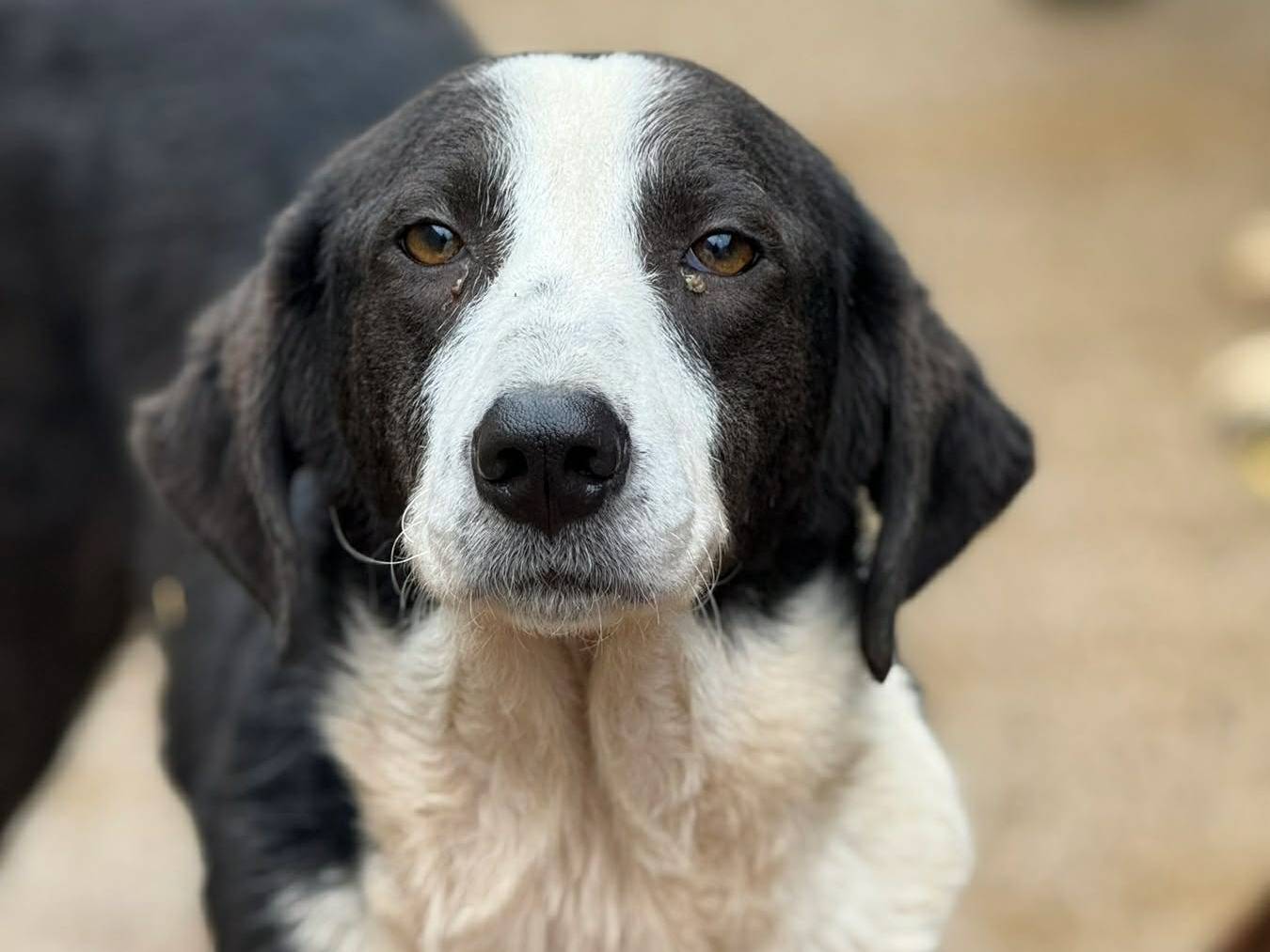 Adotta un cane, taglia media, femmina, Firenze
